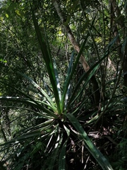 Furcraea guerrerensis