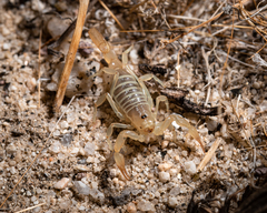 Paruroctonus luteolus