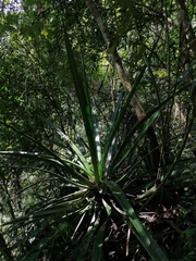 Furcraea guerrerensis