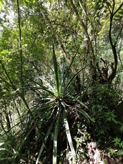 Furcraea guerrerensis