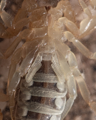 Paruroctonus luteolus