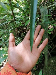 Furcraea guerrerensis