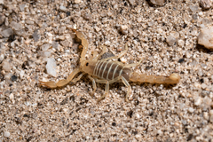 Paruroctonus luteolus