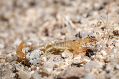 Paruroctonus luteolus