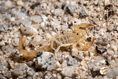 Paruroctonus luteolus