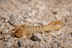 Paruroctonus luteolus