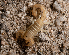 Paruroctonus luteolus