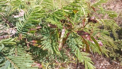 Leucaena diversifolia