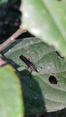 Raphirhinus phosphoreus