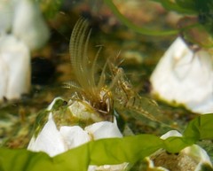 Palaemon elegans
