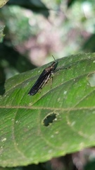 Raphirhinus phosphoreus