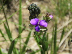 Polygala rehmannii