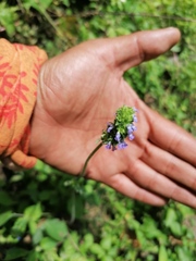 Salvia lasiocephala