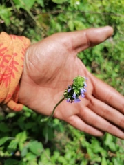 Salvia lasiocephala