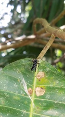 Thyrsophorinae