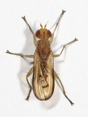 Tetanocera melanostigma