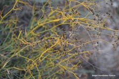 Bupleurum fruticescens