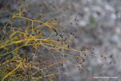 Bupleurum fruticescens