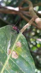 Thyrsophorinae