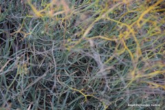 Bupleurum fruticescens