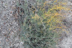 Bupleurum fruticescens