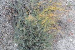 Bupleurum fruticescens