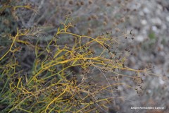 Bupleurum fruticescens