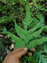 Tectaria heracleifolia