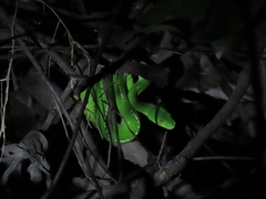 Morelia viridis