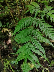 Tectaria heracleifolia