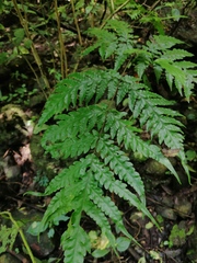 Tectaria heracleifolia