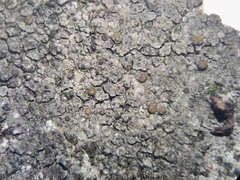 Caloplaca sideritis