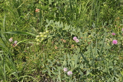 Baptisia bracteata leucophaea