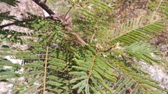 Leucaena diversifolia
