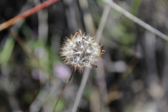 Porophyllum linaria
