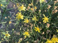 Gutierrezia serotina