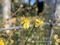Gutierrezia serotina