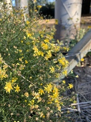 Gutierrezia serotina