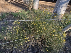 Gutierrezia serotina
