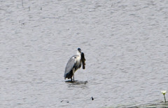 Dormitator latifrons