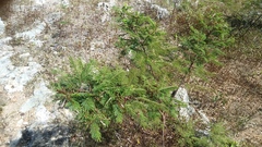 Leucaena diversifolia