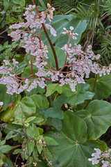 Begonia cardiocarpa
