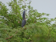 Ixobrychus sturmii