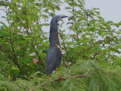 Ixobrychus sturmii