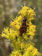 Strangalia sexnotata