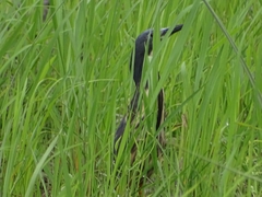 Ixobrychus sturmii