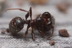 Pheidole vallicola