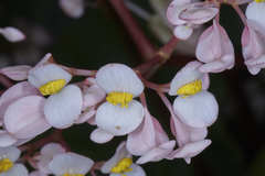 Begonia cardiocarpa