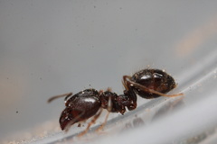 Pheidole vallicola