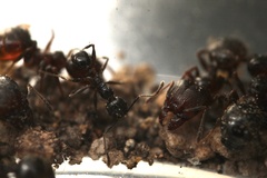 Pheidole vallicola